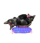 チーム黒猫と仲間たち（個別スタンプ：37）
