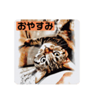 アメショのリン（個別スタンプ：2）