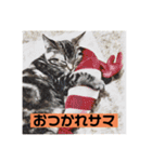 アメショのリン（個別スタンプ：4）