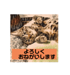 アメショのリン（個別スタンプ：7）