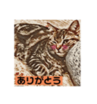 アメショのリン（個別スタンプ：9）