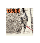 アメショのリン（個別スタンプ：11）