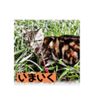アメショのリン（個別スタンプ：12）
