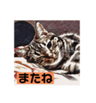 アメショのリン（個別スタンプ：13）