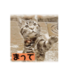 アメショのリン（個別スタンプ：14）