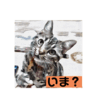 アメショのリン（個別スタンプ：15）