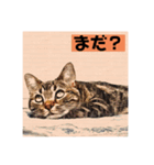 アメショのリン（個別スタンプ：16）