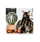 アメショのリン（個別スタンプ：18）