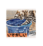 アメショのリン（個別スタンプ：19）