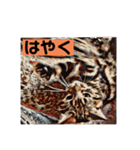 アメショのリン（個別スタンプ：20）