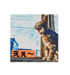 アメショのリン（個別スタンプ：21）