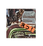 アメショのリン（個別スタンプ：23）