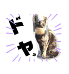 トレセン猫（個別スタンプ：1）