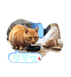 トレセン猫（個別スタンプ：4）