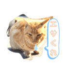 トレセン猫（個別スタンプ：5）
