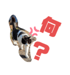 トレセン猫（個別スタンプ：8）