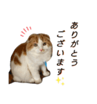 小太郎の叫び（個別スタンプ：3）