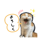 小太郎の叫び（個別スタンプ：5）