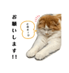 小太郎の叫び（個別スタンプ：6）