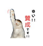 小太郎の叫び（個別スタンプ：10）