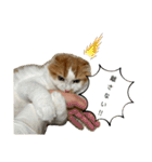 小太郎の叫び（個別スタンプ：21）