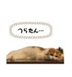 小太郎の叫び（個別スタンプ：23）