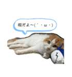小太郎の叫び（個別スタンプ：24）