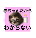 ねこのにゃんにゃんくん達のすたんぷ（個別スタンプ：7）