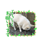 まめたろうと仲間たち（個別スタンプ：2）