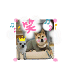 まめたろうと仲間たち（個別スタンプ：22）