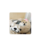 まめたろうと仲間たち（個別スタンプ：24）