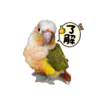 ウロコインコのうりpart3（個別スタンプ：24）