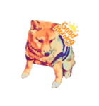柴犬の居る暮らし（個別スタンプ：1）