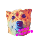 柴犬の居る暮らし（個別スタンプ：3）