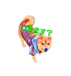 柴犬の居る暮らし（個別スタンプ：12）