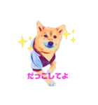 柴犬の居る暮らし（個別スタンプ：13）
