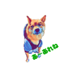 柴犬の居る暮らし（個別スタンプ：15）