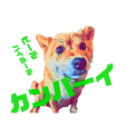 柴犬の居る暮らし（個別スタンプ：16）