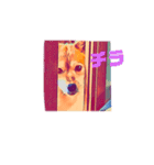 柴犬の居る暮らし（個別スタンプ：17）