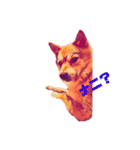柴犬の居る暮らし（個別スタンプ：19）