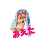 柴犬の居る暮らし（個別スタンプ：27）