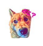 柴犬の居る暮らし（個別スタンプ：33）