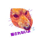 柴犬の居る暮らし（個別スタンプ：34）