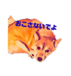 柴犬の居る暮らし（個別スタンプ：36）