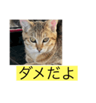 ニャロのスタンプ（個別スタンプ：1）