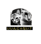 ニャロのスタンプ（個別スタンプ：3）