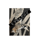 ニャロのスタンプ（個別スタンプ：5）
