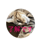 ニャロのスタンプ（個別スタンプ：6）