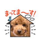 I LOVEマロン❤︎（個別スタンプ：19）