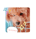I LOVEマロン❤︎（個別スタンプ：22）